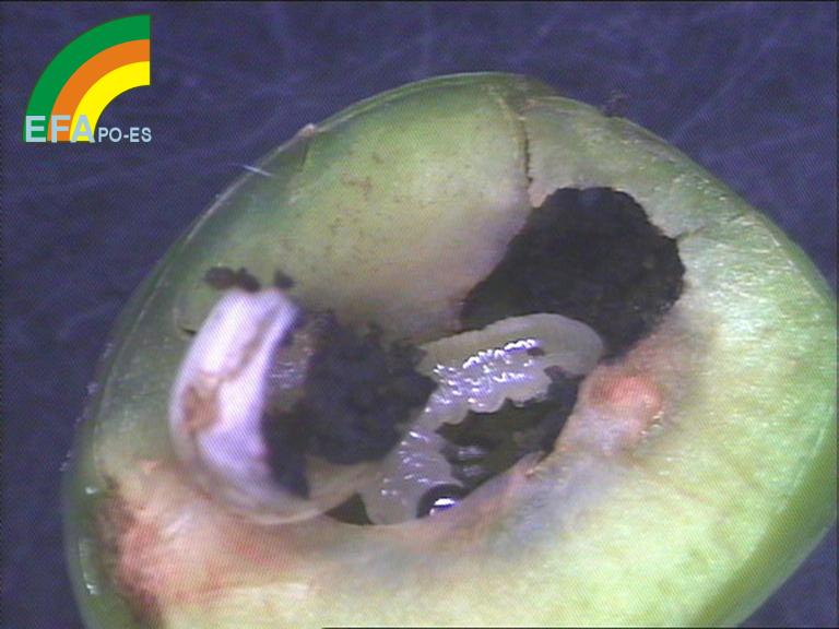 Hoplocampa minuta - Larva en fruto.jpg